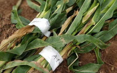 FORSCHUNG HAUTNAH: Carbon-Dünger lässt Mais wachsen