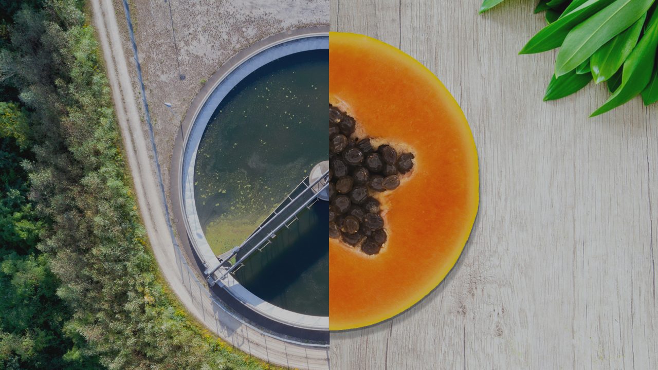 WastetoValue From Sewage Sludge to Natural Fertilizer and Carbon